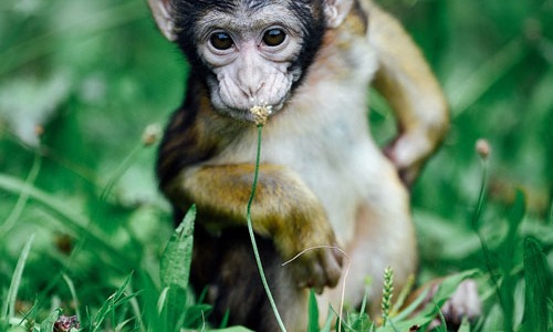 Plus de 200 macaques de Barbarie